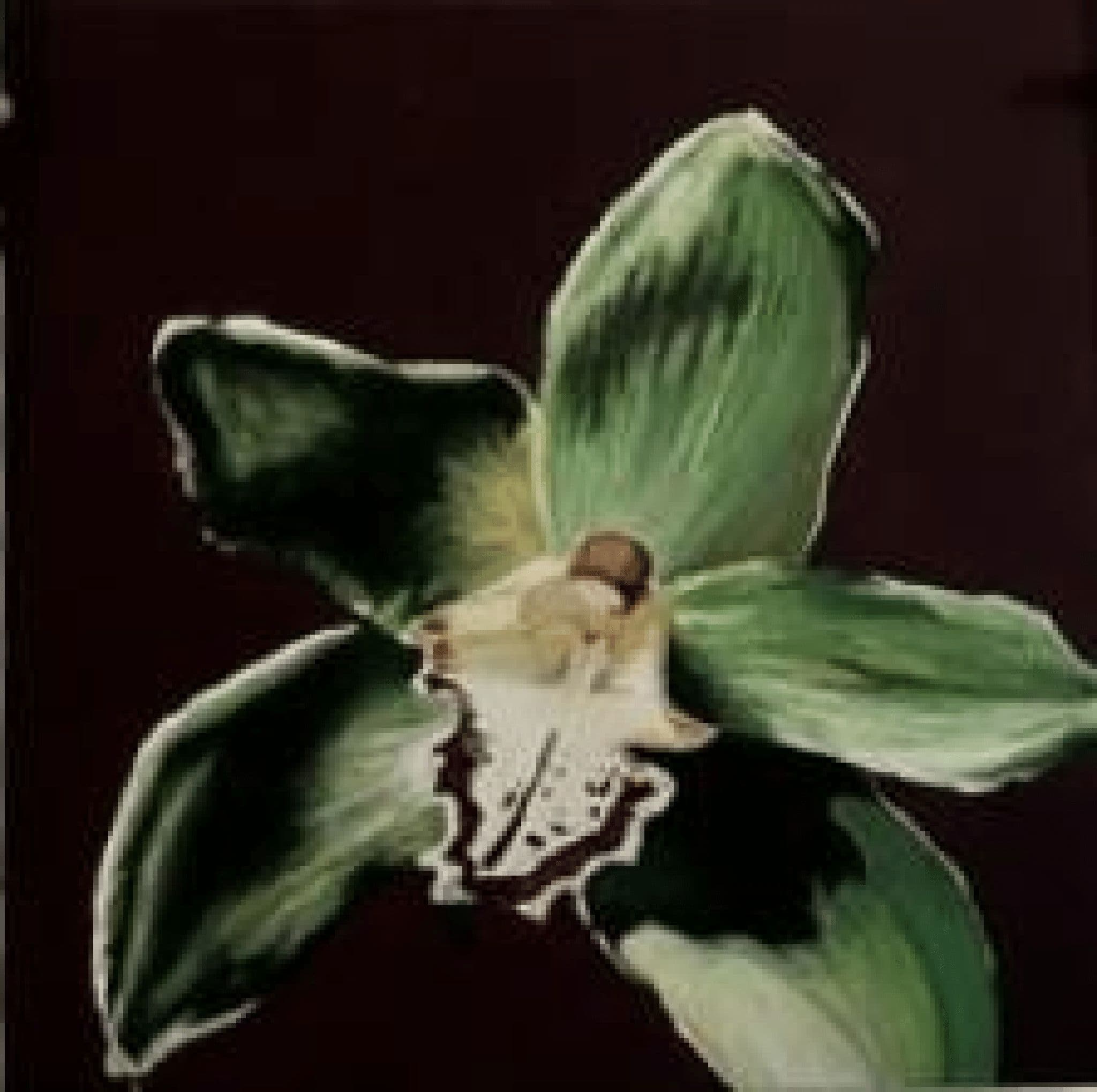 Orchid No. 1 by Vilma Markusson